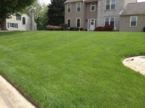 Insect Control and Pesticide Treatment for Healthy Lawns in Delaware and Southeast Pennsylvania